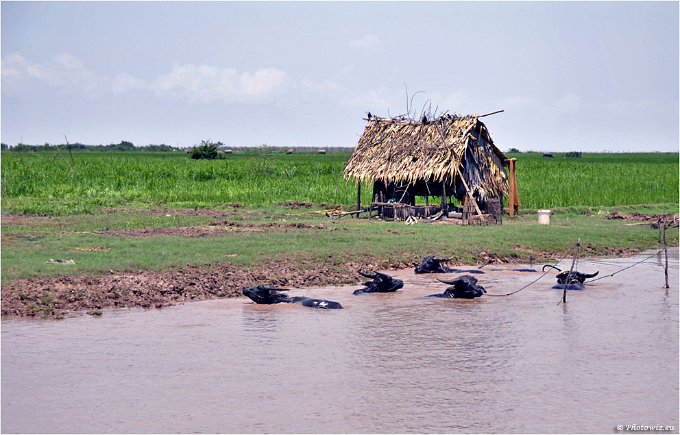 Vid floden Tonl Sap / By the Tonl Sap River.